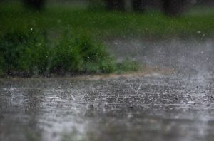 Pexels Lich 37293704